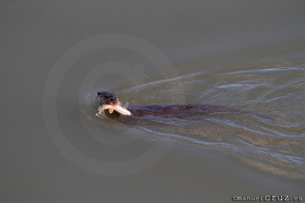 Nutria paleártica (Lutra lutra)